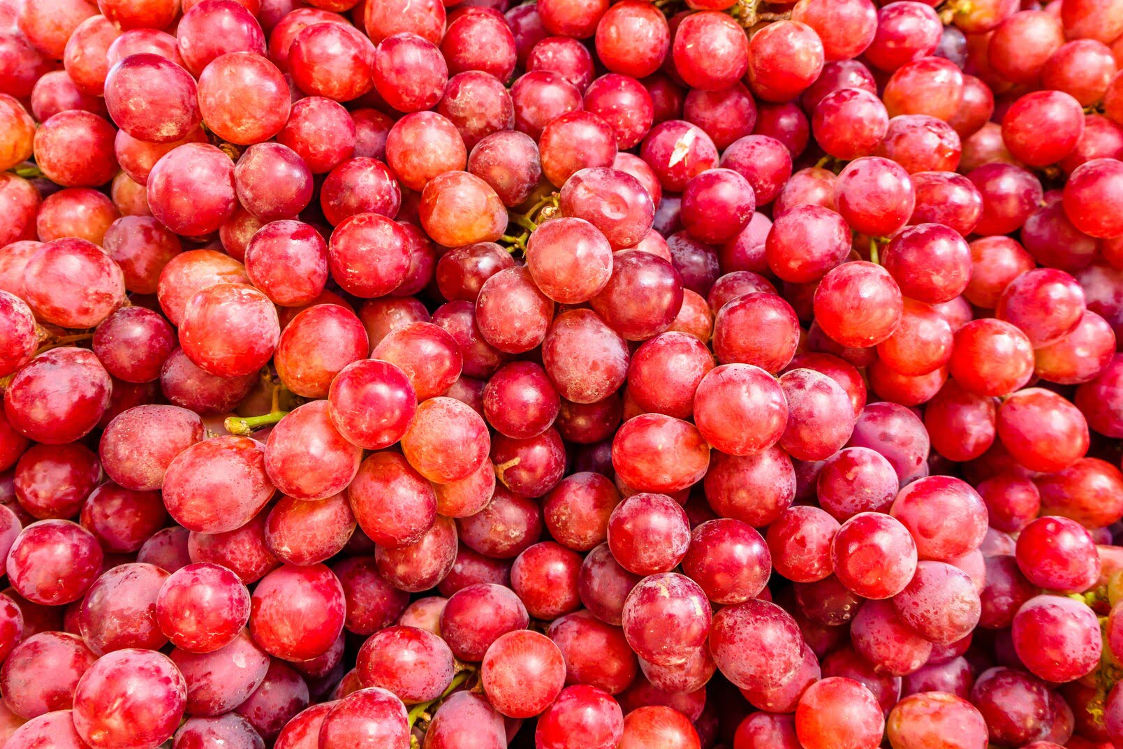 Vite rossa per macchie e luminosità 